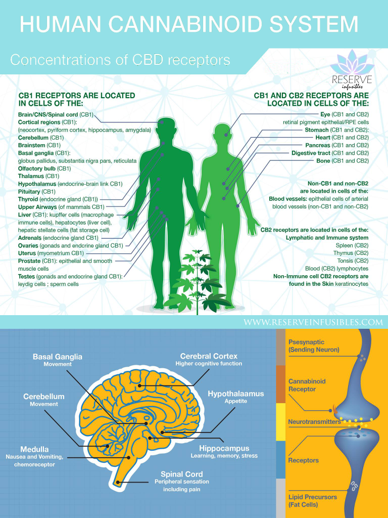 endocannabinoid system